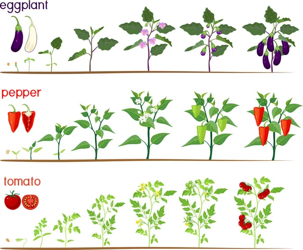 日陰の植物 コショウ トマト のライフサイクルのセット 種子からの野菜植物の成長の段階と白の背景に隔離された収穫に発芽 — ストックベクタ