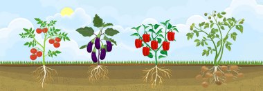 Different vegetable nightshade plants (pepper, tomato, potato and eggplant) with crop. General view of plant with root system in garden
