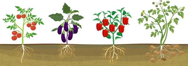 Różne Warzywa Pieprz Pomidor Ziemniak Bakłażan Upraw Ogólny Widok Rośliny — Wektor stockowy