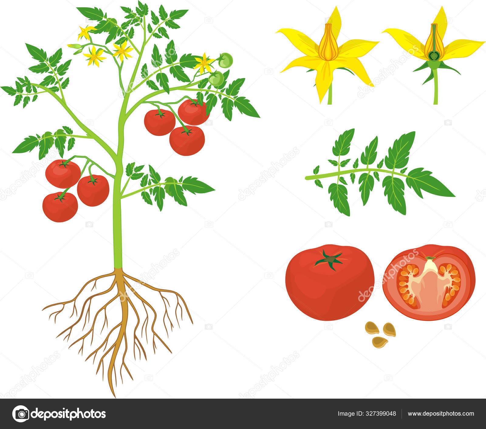 Parts Plant Morphology Plant Green Red Fruits Yellow Stock Vector by ©mariaflaya 327399048