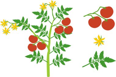 Parts of plant. Morphology of tomato plant with green leaves, red fruits and yellow flowers isolated on white background clipart