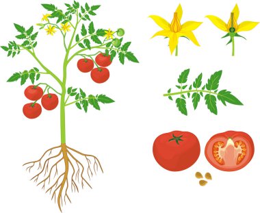 Parts of plant. Morphology of tomato plant with green leaves, red fruits, yellow flowers and root system isolated on white background clipart