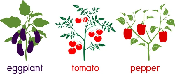 Silhouetten Verschiedener Pflanzlicher Nachtschattengewächse Paprika Tomaten Und Auberginen Mit Ernte — Stockvektor