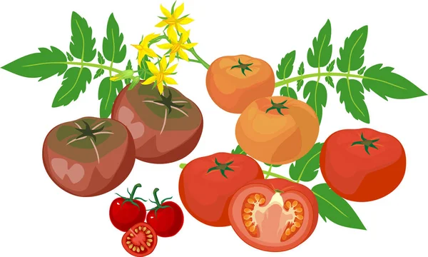不同颜色的一组新鲜西红柿 绿叶和黄色花朵 白色背景隔离 — 图库矢量图片