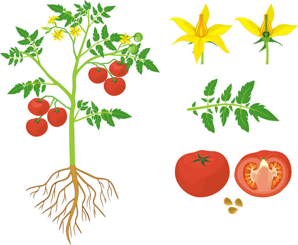 Parts of plant. Morphology of tomato plant with green leaves, red fruits, yellow flowers and root system isolated on white background