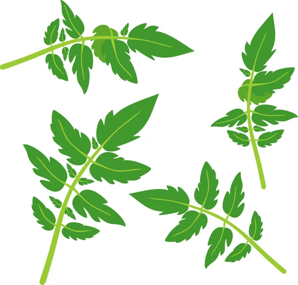 Ensemble Feuilles Tomates Vertes Isolées Sur Fond Blanc — Image vectorielle