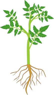 Yeşil yapraklı domates bitkisi ve beyaz arkaplanda izole edilmiş kök sistemi