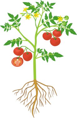 Yeşil yapraklı domates, sarı çiçekler, olgun kırmızı domatesler ve beyaz arka planda izole edilmiş kök sistemi.