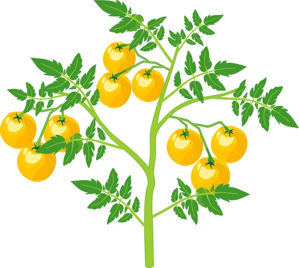 成熟的黄色西红柿 白色背景分离 — 图库矢量图片