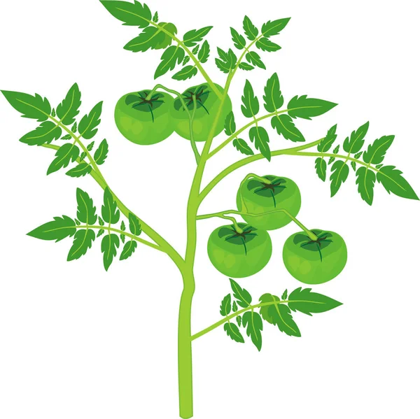 Tomato Plant Green Leaf Unripe Green Tomatoes Isolated White Background — Stock Vector