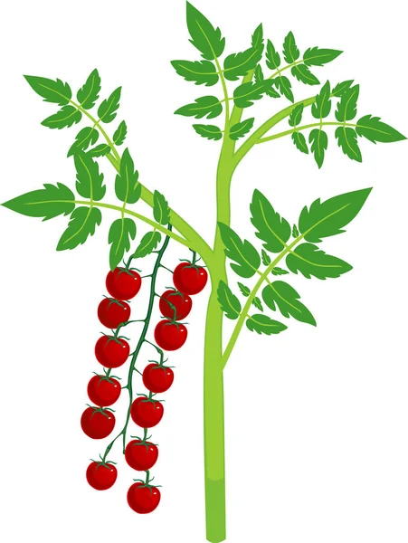 Kerstomatenplant Met Groen Blad Rijpe Rode Tomaten Geïsoleerd Witte Achtergrond — Stockvector