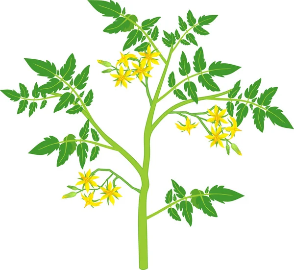 Tomato Plant Green Leaf Yellow Flowers Isolated White Background — 스톡 벡터