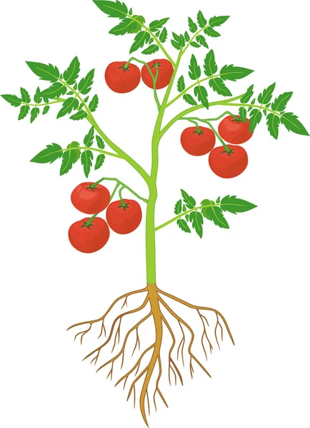 Planta Tomate Con Hoja Verde Tomates Rojos Maduros Sistema Raíz — Vector de stock