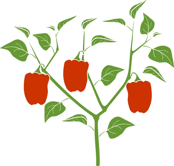 有绿叶和红辣椒的胡椒植物 白色背景植物分离概况 — 图库矢量图片