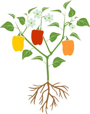 Yeşil yapraklı biber bitkisi, olgun biber ve kök sistemi. Beyaz arkaplanda izole edilmiş bitkinin genel görünümü