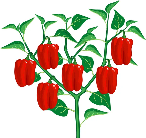Planta Pimenta Com Folha Verde Pimentas Vermelhas Vista Geral Planta —  Vetores de Stock