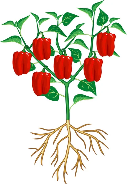 Roślina Pieprzu Zielonym Liściem Czerwoną Papryką Ogólny Widok Rośliny Systemem — Wektor stockowy