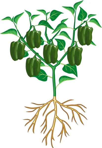 Pfefferpflanze Mit Grünem Blatt Und Grünem Paprika Gesamtansicht Der Pflanze — Stockvektor