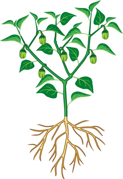 Yeşil Yapraklı Biber Bitkisi Olgunlaşmamış Biber Kök Sistemi Beyaz Arkaplanda — Stok Vektör