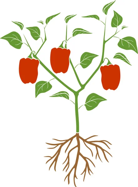 Pfefferpflanze Mit Grünen Blättern Roter Paprika Und Wurzelsystem Allgemeine Ansicht — Stockvektor