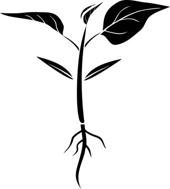 Kök sistemine sahip biber bitkisi filizi ve beyaz arkaplanda izole edilmiş düz bir şekilde yapraklar