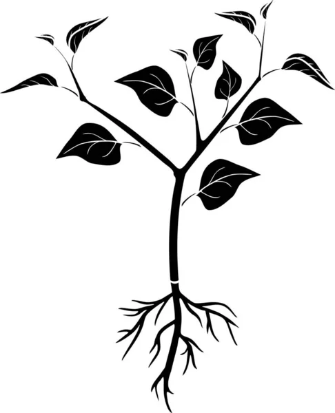 Silhouette Negra Planta Pimienta Con Hojas Sistema Raíz Vista General — Vector de stock