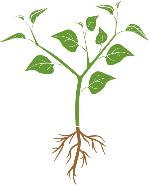 Зелений Силует Перцевої Рослини Листям Кореневою Системою Загальний Вигляд Рослини — стоковий вектор