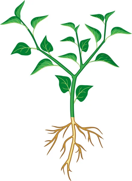 Yeşil Yapraklı Kök Sistemli Biber Bitkisi Beyaz Arkaplanda Izole Edilmiş — Stok Vektör