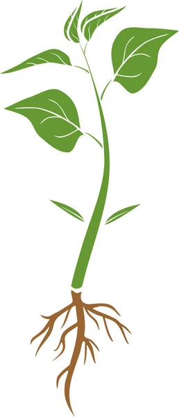 Спрут Растения Перца Корневой Системой Зелеными Листьями Плоском Виде Изолированный — стоковый вектор