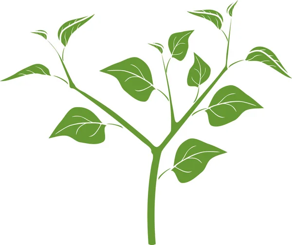 白地に葉が孤立したピーマン植物の緑のシルエット — ストックベクタ