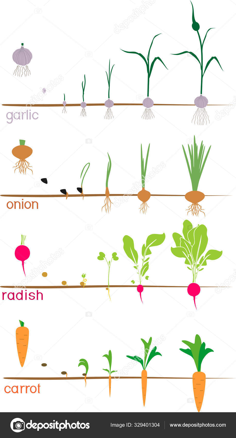 Жизненный цикл овощных растений по маркову. Этапы роста чеснока. Фазы роста чеснока. Стадии роста чеснока. Этапы роста редиса.