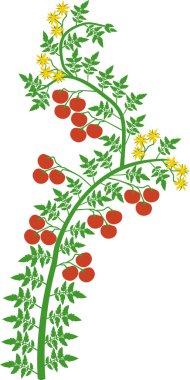 Yeşil yapraklı belirsiz domates, sarı çiçekler ve beyaz arka planda izole edilmiş olgun kırmızı domatesler.