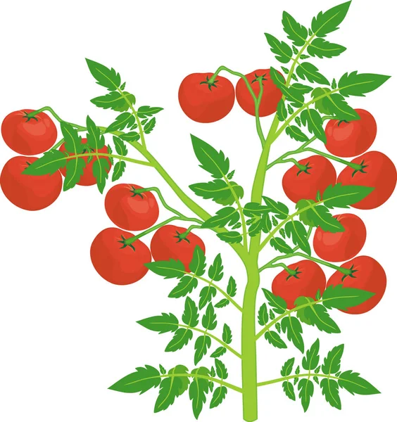 Bepaal Tomatenplant Met Groen Blad Rijpe Rode Tomaten Geïsoleerd Witte — Stockvector