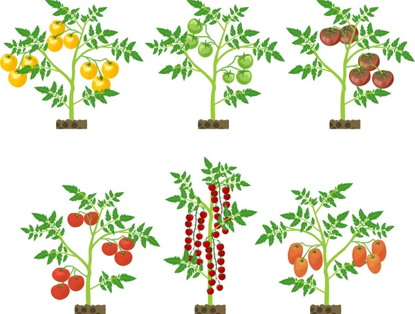 Set Met Verschillende Tomatenplanten Met Groen Blad Rijpe Tomaten Geïsoleerd — Stockvector