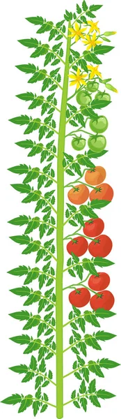 Pianta Pomodoro Indeterminata Con Foglia Verde Fiori Gialli Pomodori Rossi — Vettoriale Stock
