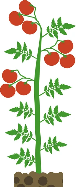 用绿色叶子和成熟的红色西红柿对番茄进行杀灭 在白色背景下分离 — 图库矢量图片