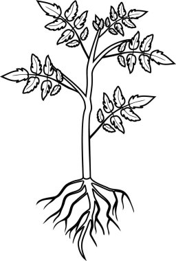 Boyama sayfası. Beyaz arkaplanda yaprak ve kök sistemine sahip domates bitkisi