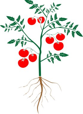 Yeşil yapraklı domates, olgun kırmızı domatesler ve beyaz arka planda izole edilmiş düz stil kök sistemi.