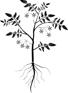 Beyaz arkaplanda yaprakları, çiçekleri ve kök sistemi olan domates bitkisinin stilize edilmiş silueti