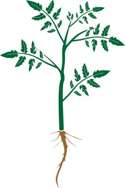 Yeşil yapraklı domates bitkisinin silüeti ve beyaz arka planda izole edilmiş kök sistemi.