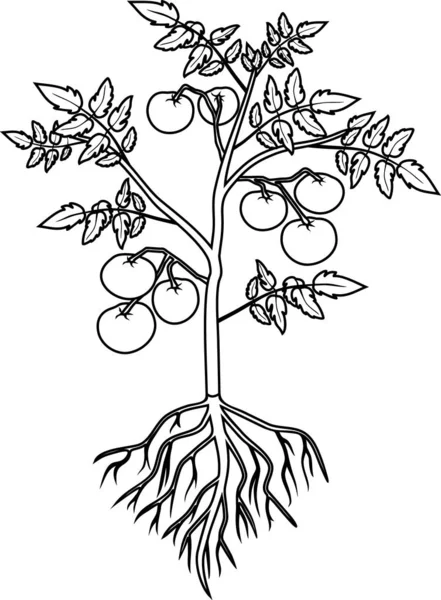 Coloring Page Tomato Plant Leaf Ripe Tomatoes Root System Isolated — Stock Vector