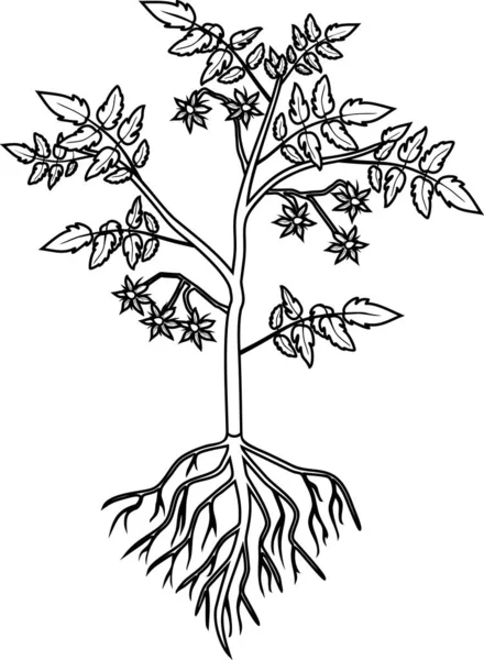 Coloriage Plante Tomate Avec Feuilles Fleurs Système Radiculaire Isolée Sur — Image vectorielle