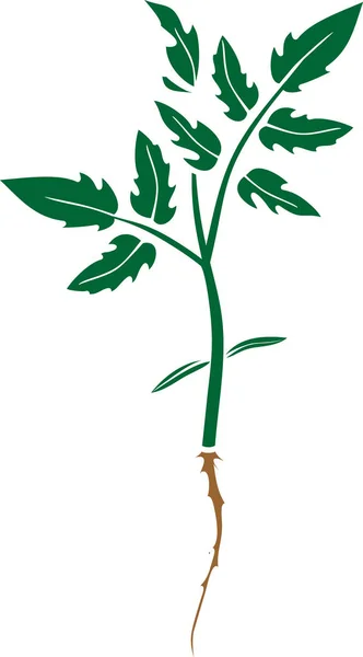 Помидор Корневыми Зелеными Листьями Плоском Виде Изолированный Белом Фоне — стоковый вектор