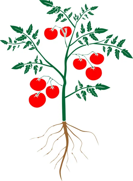 Tomato Plant Green Leaf Ripe Red Tomatoes Root System Flat — Stock Vector