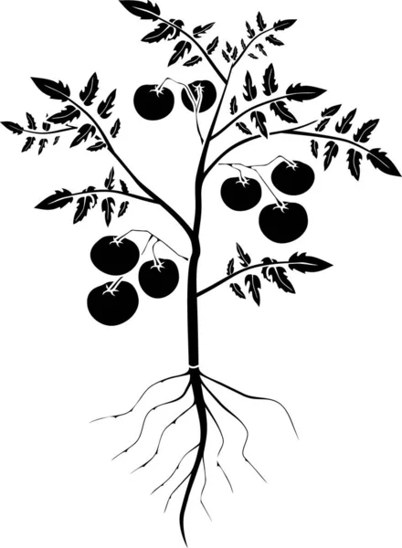 Silhouette Negra Estilizada Planta Tomate Con Hojas Tomates Maduros Sistema — Vector de stock