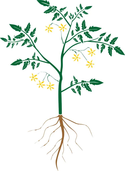 Στυλιζαρισμένη Σιλουέτα Του Φυτού Ντομάτας Πράσινα Φύλλα Κίτρινα Άνθη Και — Διανυσματικό Αρχείο