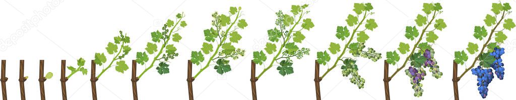 Annual growth life cycle of grapevines isolated on white background. Grapevine development stages