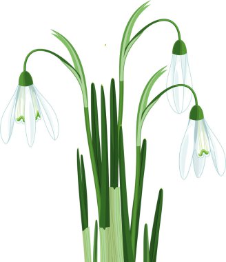 Beyaz arkaplanda izole edilmiş beyaz çiçekli ve yeşil yapraklı Kardamlası veya Galanthus nivalis