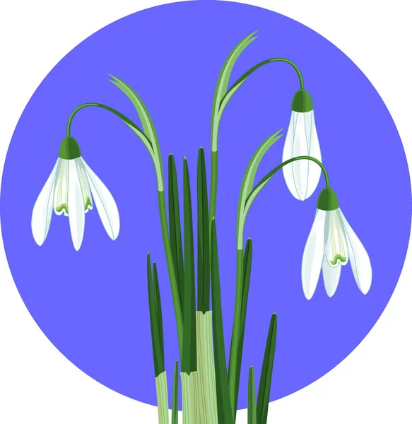 Snowdrop Galanthus Nivalis Con Flores Blancas Hojas Verdes — Vector de stock
