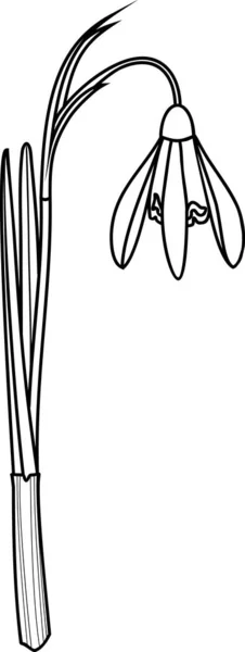 Розмальовка Сторінка Квітка Звичайного Снігу Або Галантхус Ніаліс — стоковий вектор